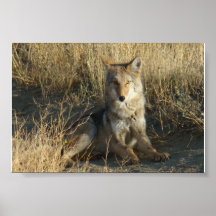 R15 Coyote Deitado