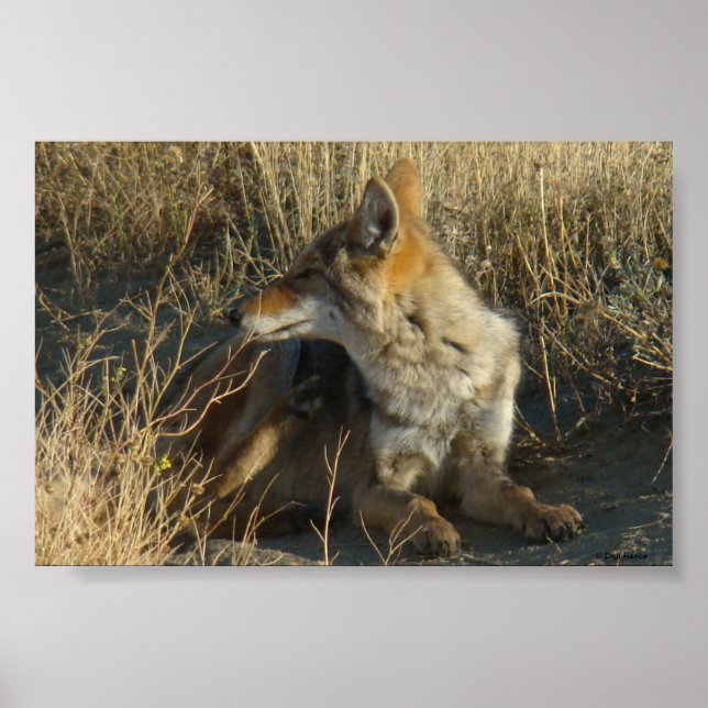 Póster R16 Coyote Coçando (Frente)