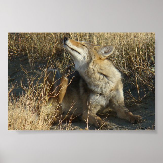 Póster R17 Coyote Scratching (Frente)