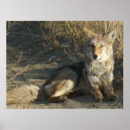 Poster R19 Coyote Deitado