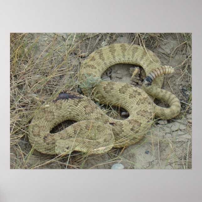 Póster R20 Prairie Rattlesnake (Frente)