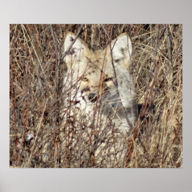 Póster R21 Coyote "Vigiando você" (Frente)