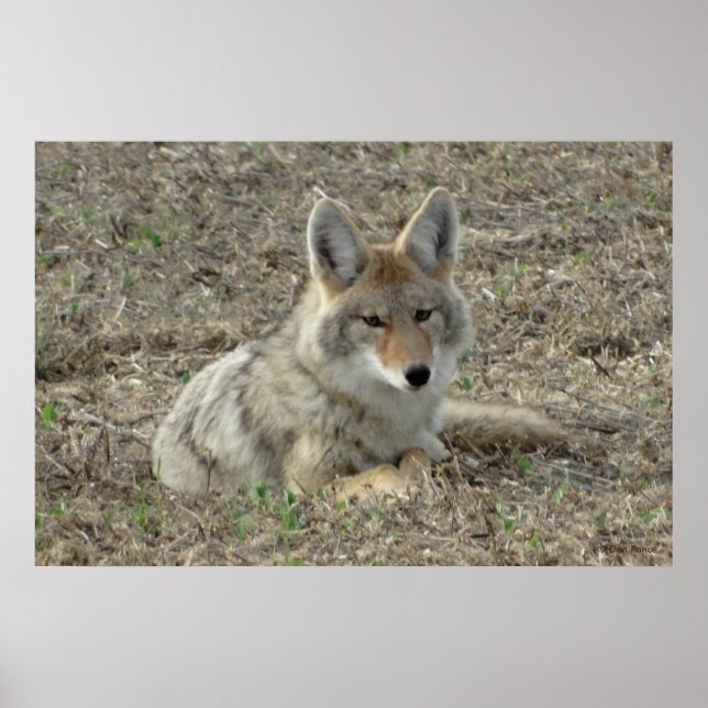 Poster R22 Coyote Deitado (Frente)