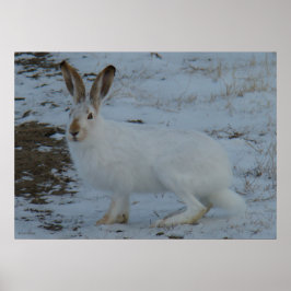 Póster R23 Lebre de Snowshoe
