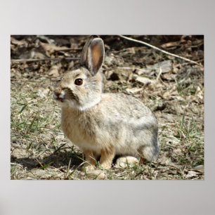 Poster R24 Cotton-tail Rabbit