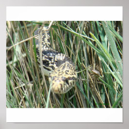 Poster R4 Bullsnake na grama