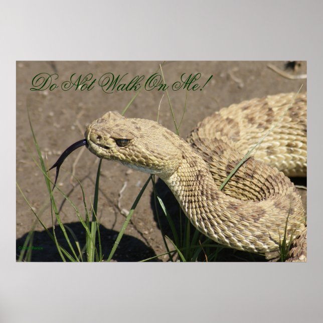 Póster R8 Prairie Rattlesnake Head Shot (Frente)