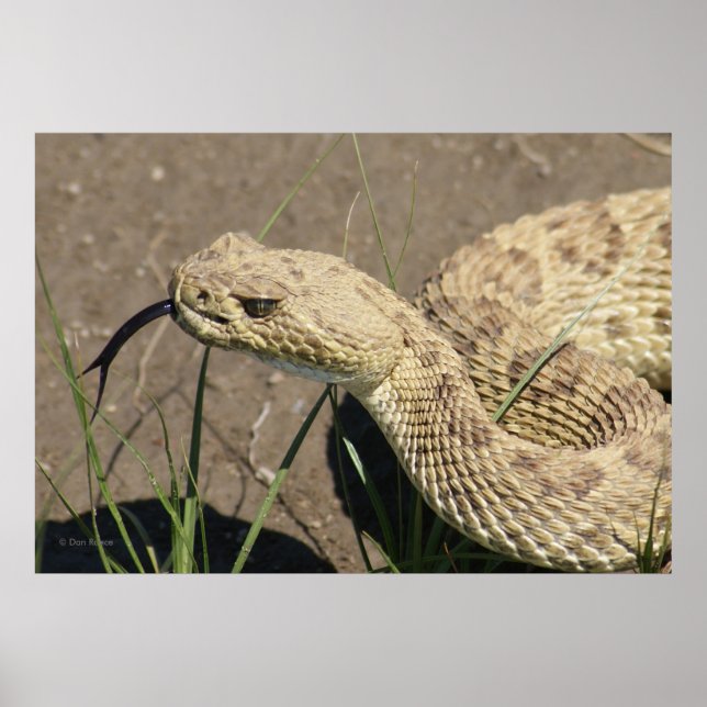 Póster R8 Shot Rattlesnake Head (Frente)