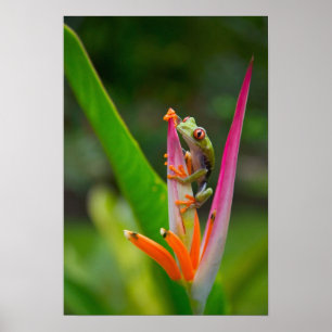 Póster Rã-arbórea-de-olho-vermelho, Costa Rica
