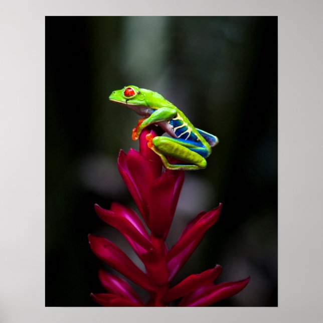 Póster Rã-arbórea-de-olhos-vermelhos (Frente)