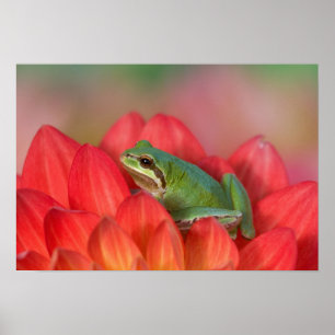 Póster Rã-arbórea-do-pacífico sobre flores no jardim