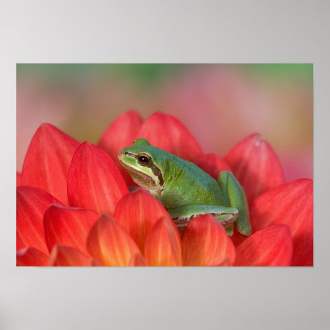 Póster Rã-arbórea-do-pacífico sobre flores no jardim (Frente)