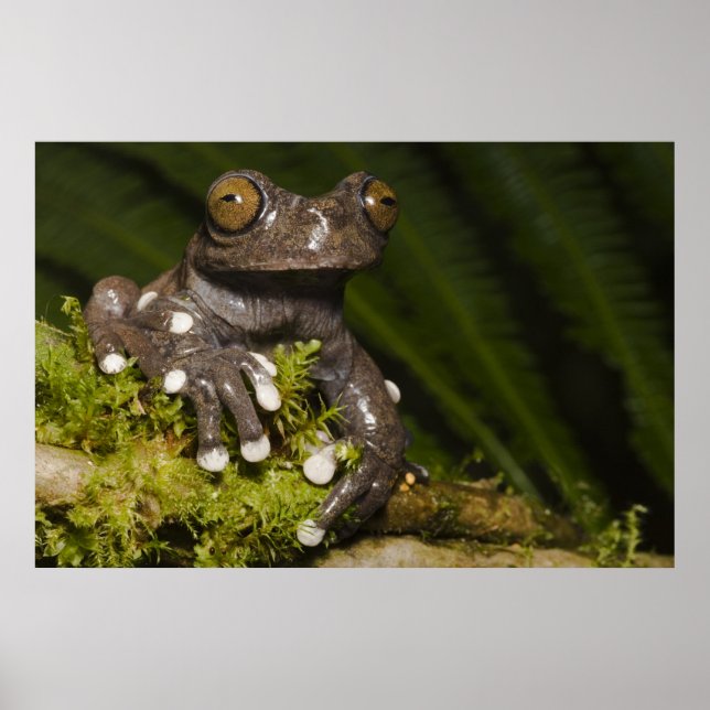 Póster Rã-árvore Cativa Tapichalaca Hyloscirtus 3 (Frente)