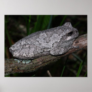 Poster Rã-Árvore-Cinza