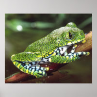 Rã-Árvore de Olho Grande, Leptopelis vermiculatus,