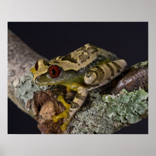 Poster Rã-Árvore de Olho Vermelho Africana, Leptopelis