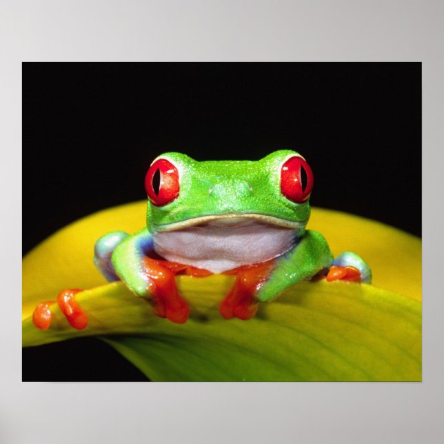 Poster Rã-árvore-de-olho-vermelho, Agalychinis callidryas (Frente)