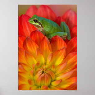 Póster Rã-árvore-do-pacífico sobre flores