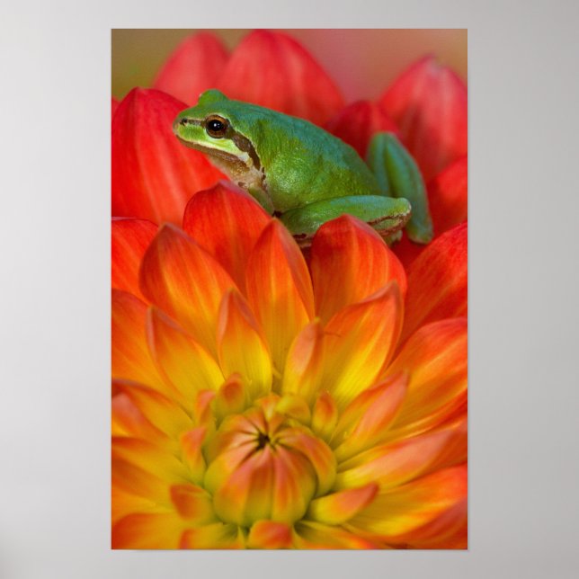 Póster Rã-árvore-do-pacífico sobre flores (Frente)