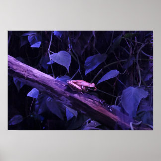 Poster Rã de árvore na Costa Rica