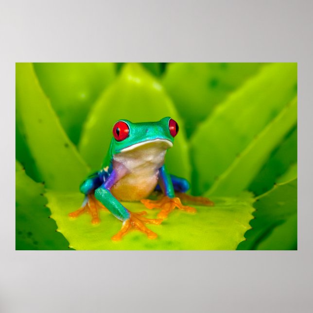 Poster Rã de olhos vermelhos, Costa Rica (Frente)