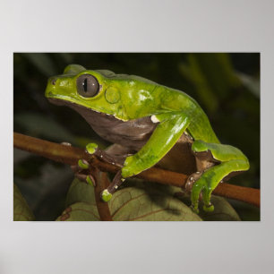 Póster Rã gigante de folha (Phyllomedusa bicolor) 3