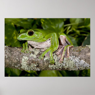 Póster Rã Gigante Gliding, Polypedates dennysi ssp,