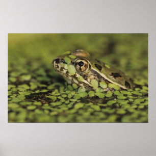 Póster Rã-leopardo-do-rio-grande, Rana berlandieri,
