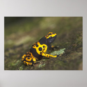Poster Rã-venenosa-de-banda-amarela Dendrobates