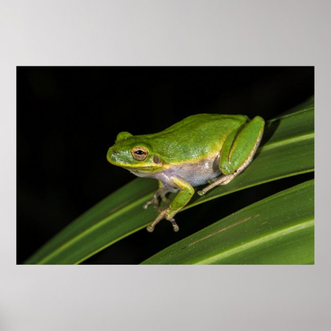 Póster Rã-verde (Hyla cinerea) 2 (Frente)