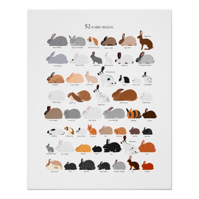 Póster Rabbit breeds chart (Frente)