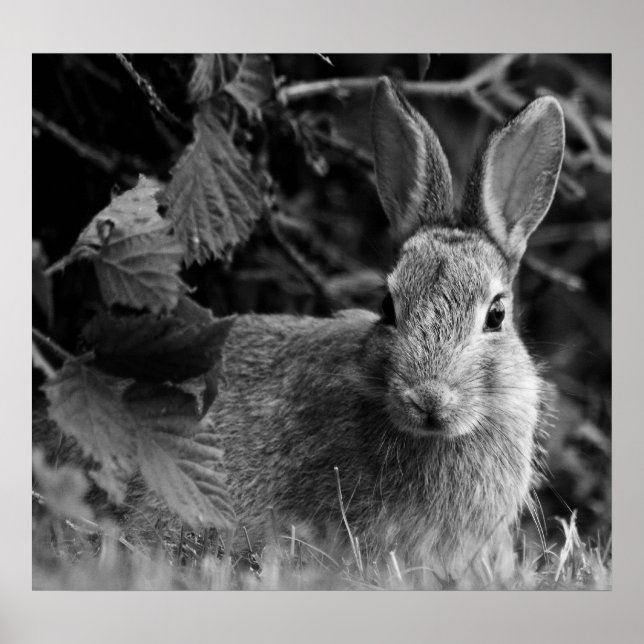 Póster RabbitMono (Frente)