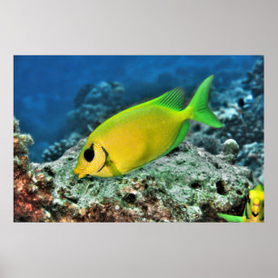 Poster Rabíbulo Amarelo