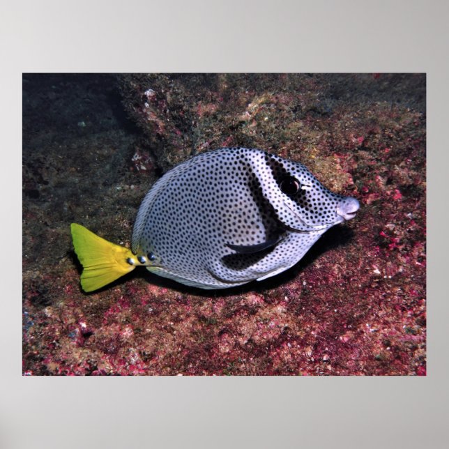 Poster Rabite (Frente)