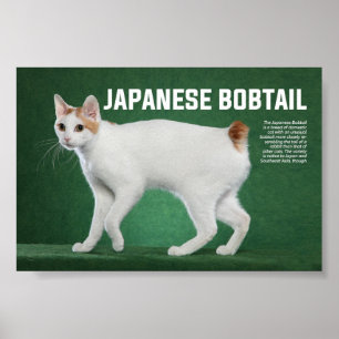 Poster Raça de Bobtail Japonês