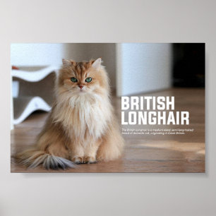 Poster Raça de Cabelo de Cabelo Britânico