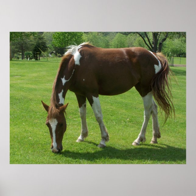 Póster Raça de Cavalo (Frente)