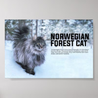 Raça de Gato da Floresta Norueguesa