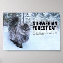 Poster Raça de Gato da Floresta Norueguesa