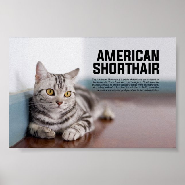Poster Raça de Gato de Ar Curto Americano (Frente)