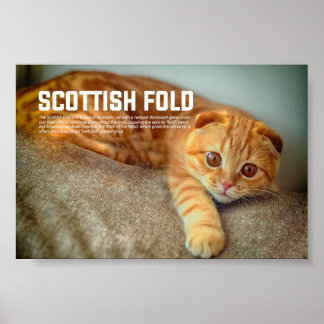 Poster Raça de Gato de Dobra Escocesa