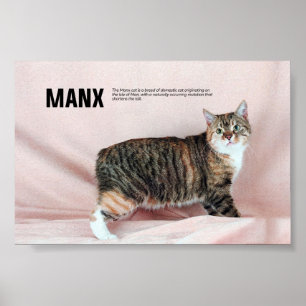 Poster Raça de Gato de Mano