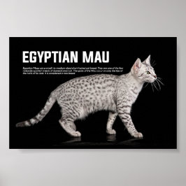 Poster Raça de Gato de Mau Egípcio