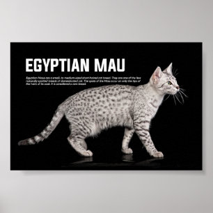 Poster Raça de Gato de Mau Egípcio