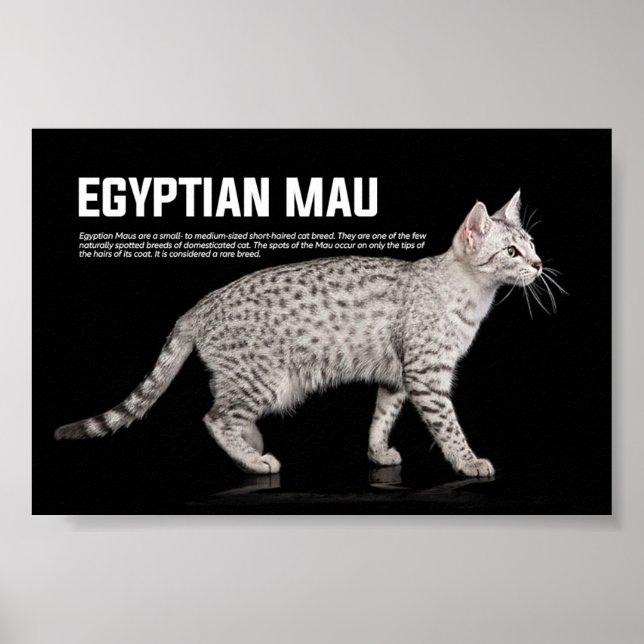 Poster Raça de Gato de Mau Egípcio (Frente)