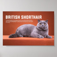 Raça de Gato de Shorthair Britânica