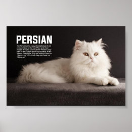 Poster Raça de Gato Persa/Shirazi