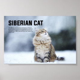 Poster Raça de Gato Siberiano