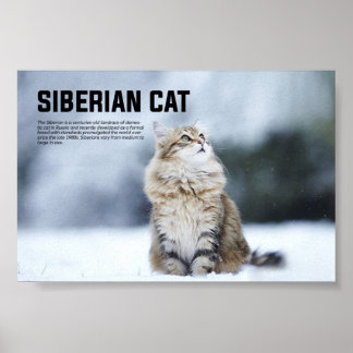 Poster Raça de Gato Siberiano