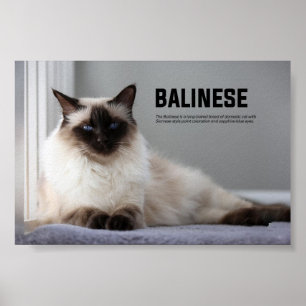 Poster Raça de Gatos Balineses